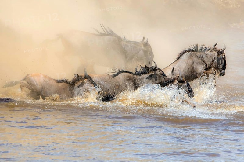 Africa, Wildebeest migration in Kenya, Masai Mara, Wildebeest herd crosses river