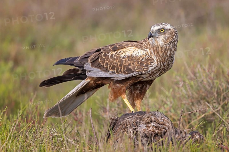 Western marsh-harrier (Circus aeruginosus) medium-sized bird of prey, male, hunting in reeds, looking for food, defending own territory, lying in wait for prey, Toledo, Spain, Europe