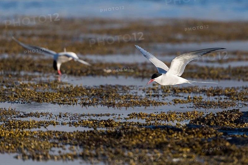 Arctic terns (Sterna paradisea) in flight, Iceland, Europe