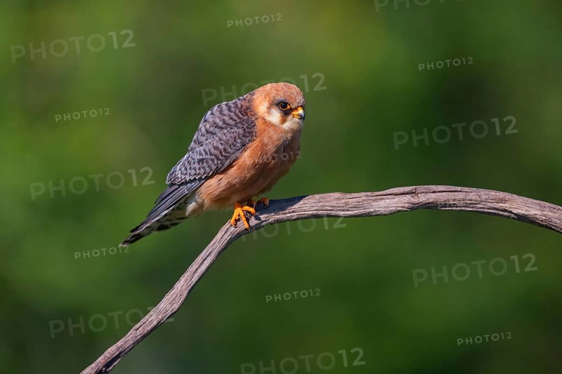 Red-footed Falcon, (Falco vespertinu), perching station, falcon family, Tower Hide, Tiszaalpar, Kiskunsagi National Park, Bacs-Kiskun, Hungary, Europe