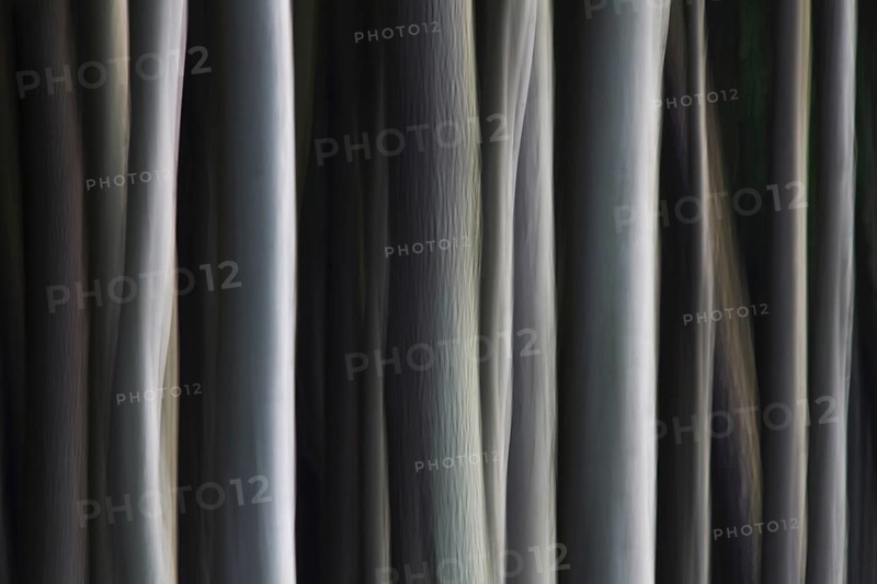 Abstract, motion blurred beech tree trunks at Ghost Wood, Gespensterwald along the Baltic Sea beach at Nienhagen, Mecklenburg-Vorpommern, Germany, Europe