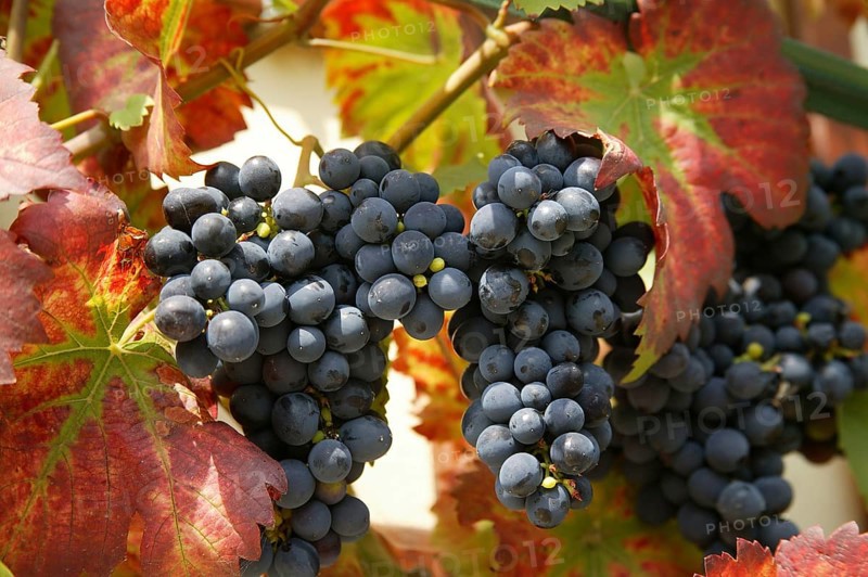 Vine. The wine-growing region of Saxony is one of the smallest and most north-easterly in Germany. It is located almost exclusively in the Dresden conurbation. The vineyards are located in Saxony and in small parts also near Jessen in Saxony-Anhalt and in Brandenburg. The chronicle of Bishop Thiedmar of Merseburg reports that vines were already found in the Elbe valley when Henry I's troops invaded the Nisan region around 929. The next documentary evidence comes from the year 1161, a