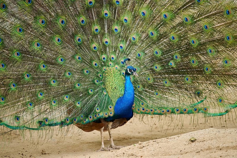 Indian peafowl (Pavo cristatus) spread one's tail (feathers) on the ground, Spain, Europe