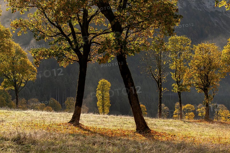 Engtal valley, large maple in the morning dew, sycamore maple (Acer pseudoplatanus) in glorious autumn colours, group of trees against the light