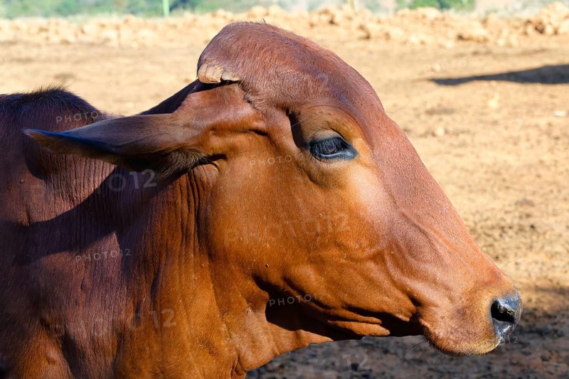 Close-Up of an Indo-Brazil Zebu Cow in the Serra da Canastra, Sao Roque das Minas, Minas Gerais state, Brazil, South America