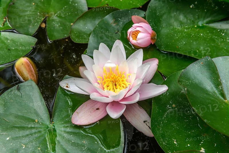 Water lily blooming in a pond. Bas-Rhin, Collectivite europeenne d'Alsace, Grand Est, France, Europe