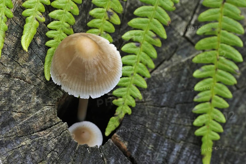 Common bonnet (mycena), toque, rosy-gill fairy helmet (Mycena galericulata) growing on tree trunk in autumn forest