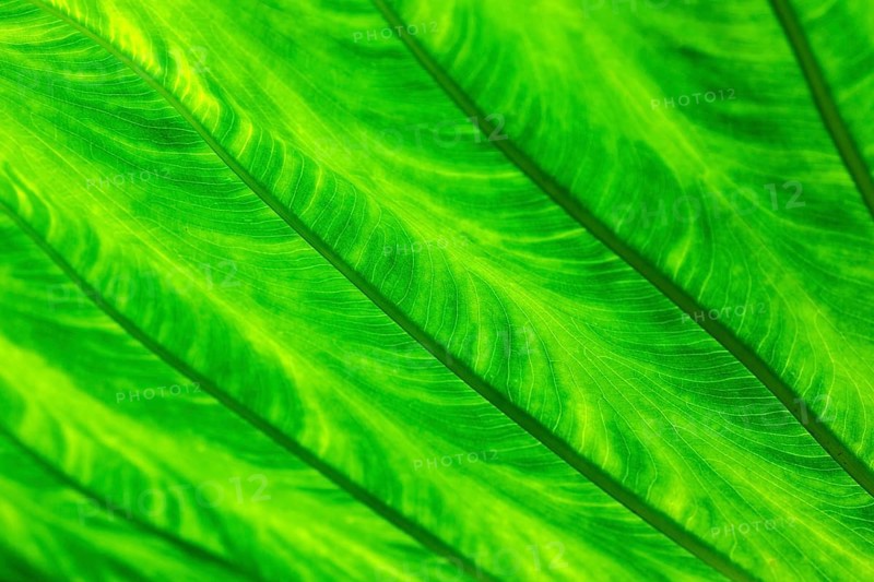 Leaf of the giant taro (Alocasia macrorrhizos), backlit close-up, Madeira, Portugal, Europe