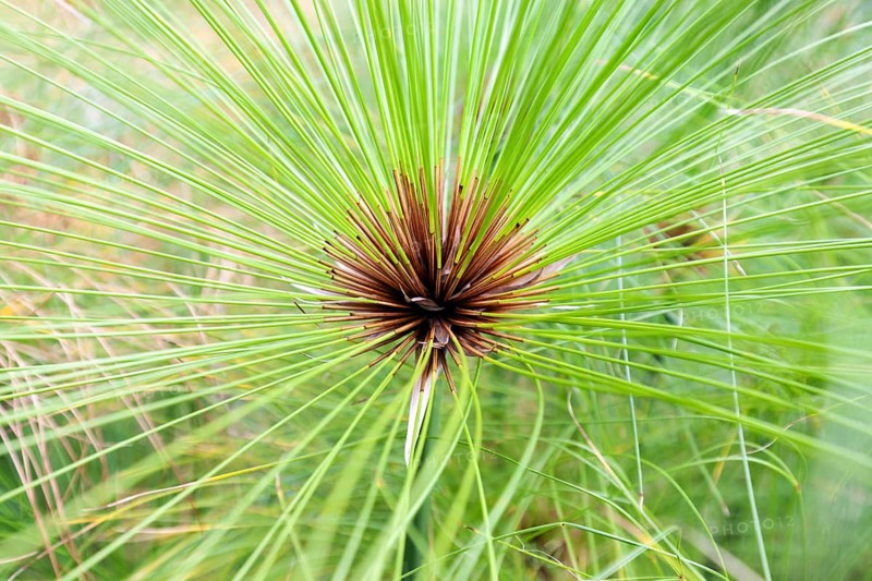 True papyrus sedge (Cyperus papyrus), Madeira, Portugal, Europe