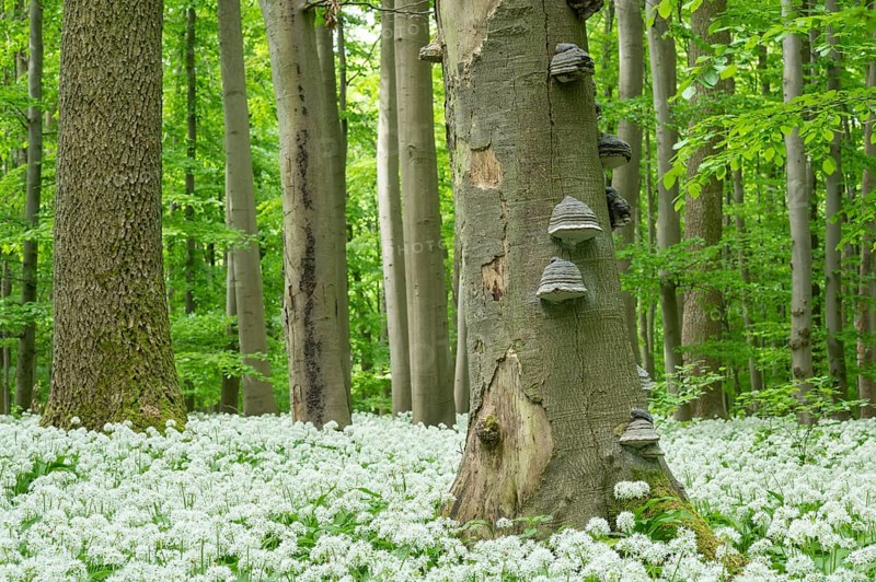Deciduous forest with flowering ramson (Allium ursinum), dead copper beech (Fagus sylvatica) with tinder fungus (Fomes fomentarius), Hainich National Park, Thuringia, Germany, Europe