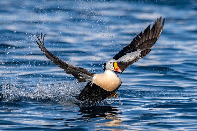 King eider (Somateria spectabilis), male in flight, winter, Batsfjord, Batsfjord, Varanger Peninsula, Finnmark, Northern Norway, Norway, Europe