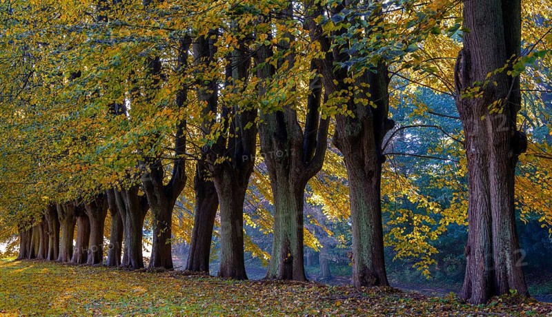 Autumn time, palace gardens, Ahrensburg, Schleswig-Holstein, Germany, Europe