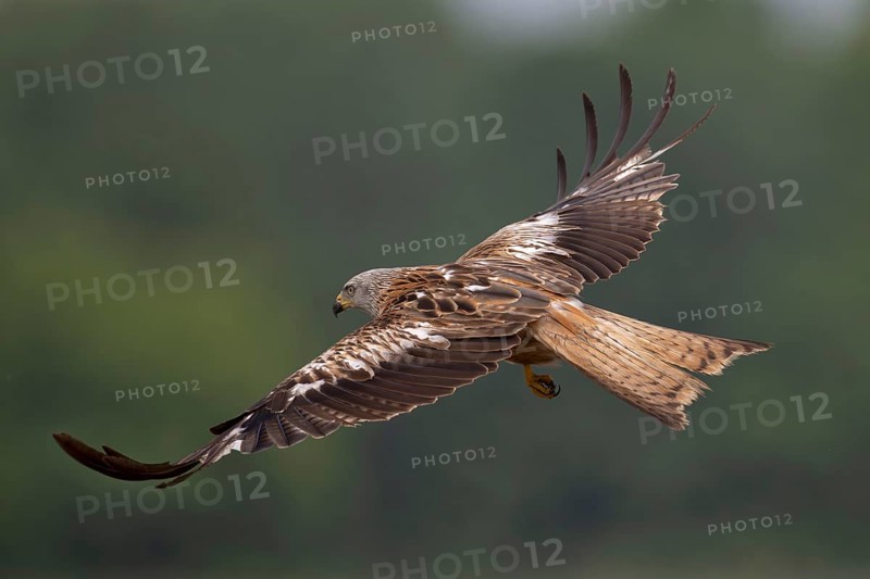 Red Kite (Milvus milvus), flying over a freshly sown maize field in search of prey, Lausitz, Saxony, Germany, Europe