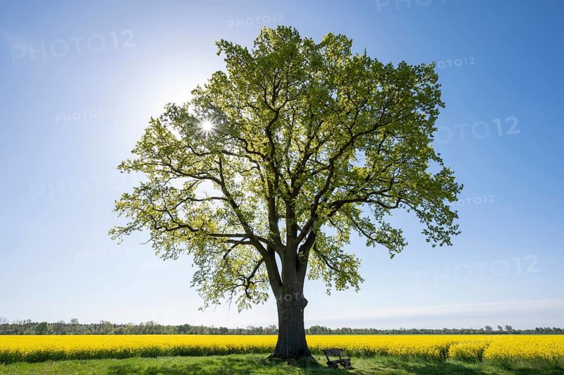 English oak (Quercus robur), solitary standing next to a flowering rape (Brassica napus), backlit with sunstar, Lower Saxony, Germany, Europe