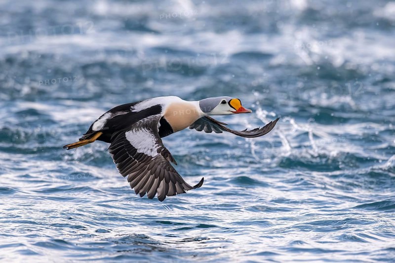 King eider (Somateria spectabilis), also known as King Eider, male in flight, Batsfjord, Batsfjord, Varanger Peninsula, Finnmark, Northern Norway, Norway, Europe