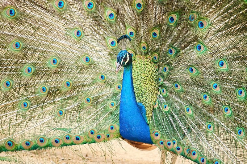 Indian peafowl (Pavo cristatus) spread one's tail (feathers) on the ground, Spain, Europe