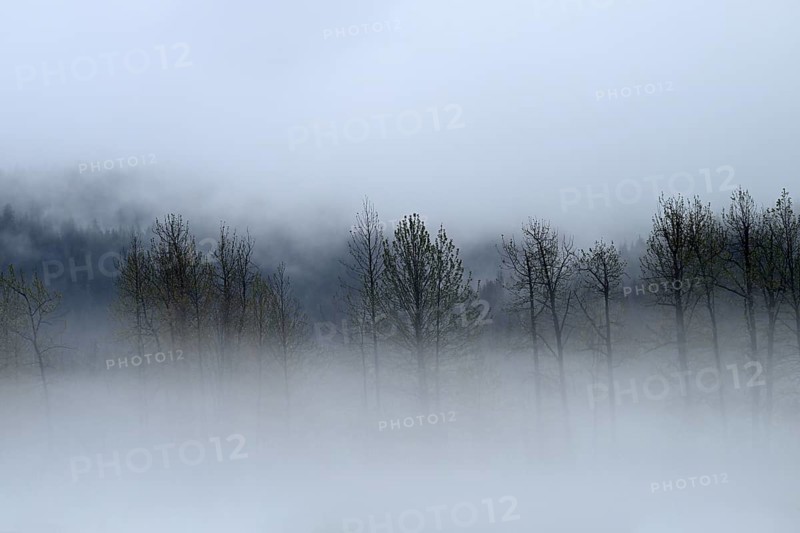 Fog over the Pacific rainforest, Prince William Sound, Alaska