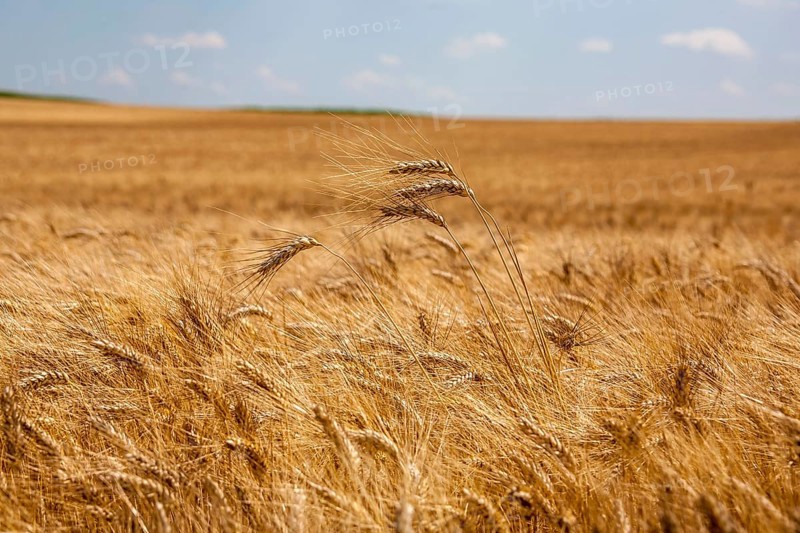 Ripe barley (Hordeum vulgare), Rhineland-Palatinate, Germany, Europe