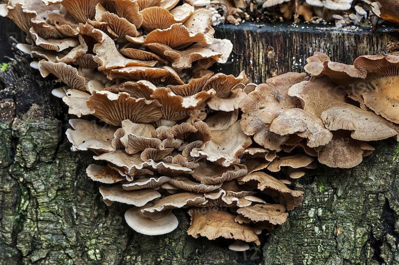 Bitter oyster, bitter oysterling, astringent panus, luminescent panellus, stiptic fungus (Panellus stipticus) (Agaricus stypticus) growing on tree trunk