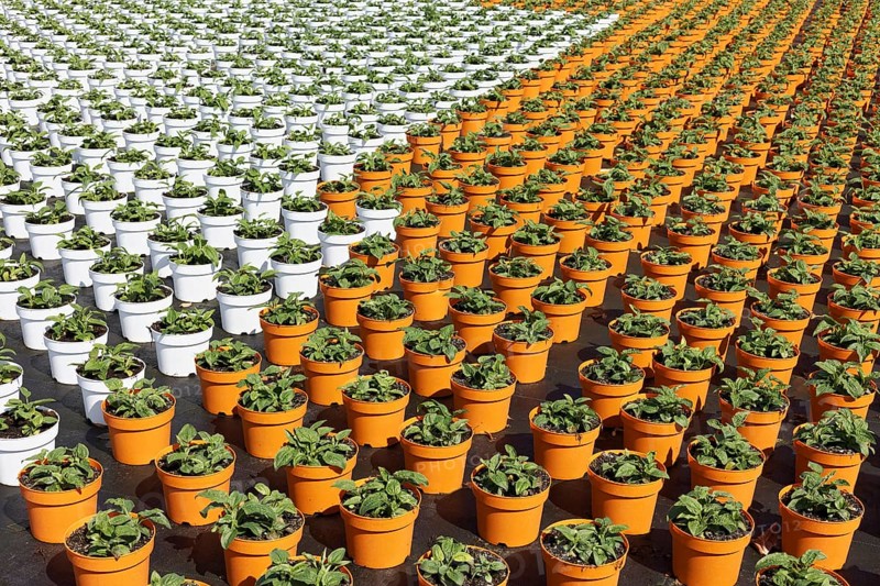 Field with yellow growing pots in a row, coneflower (Echinacea), nursery in the Volmerswerth district, Düsseldorf, North Rhine-Westphalia, Germany, Europe