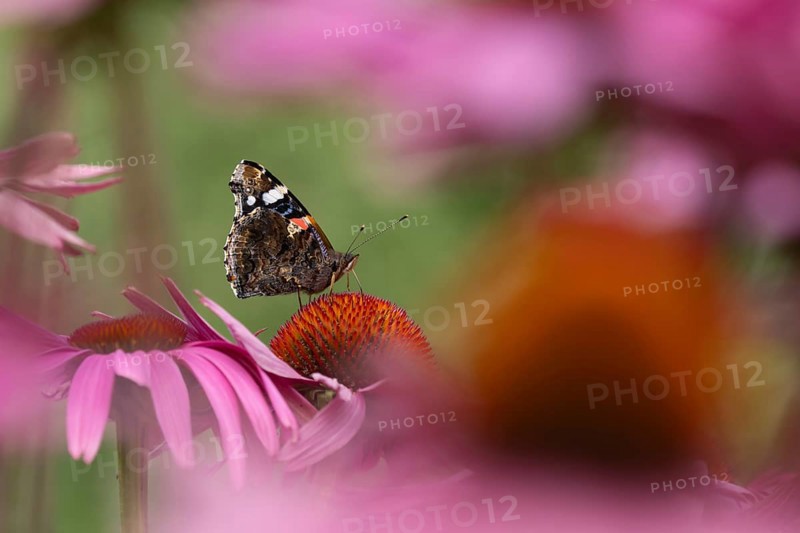 Red admiral (Vanessa atalanta) butterfly adult feeding on a garden Coneflower (Echinacea purpurea) flower, Norfolk, England, United Kingdom, Europe