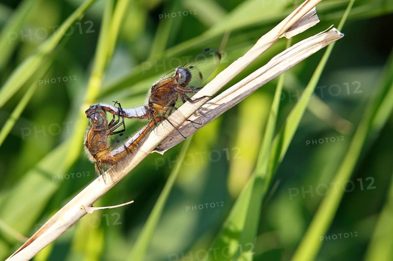 Lesser blue arrow (Orthetrum coerulescens), two animals mating on a reed stalk, copula, Peene Valley River Landscape Nature Park, Mecklenburg-Western Pomerania, Germany, Europe