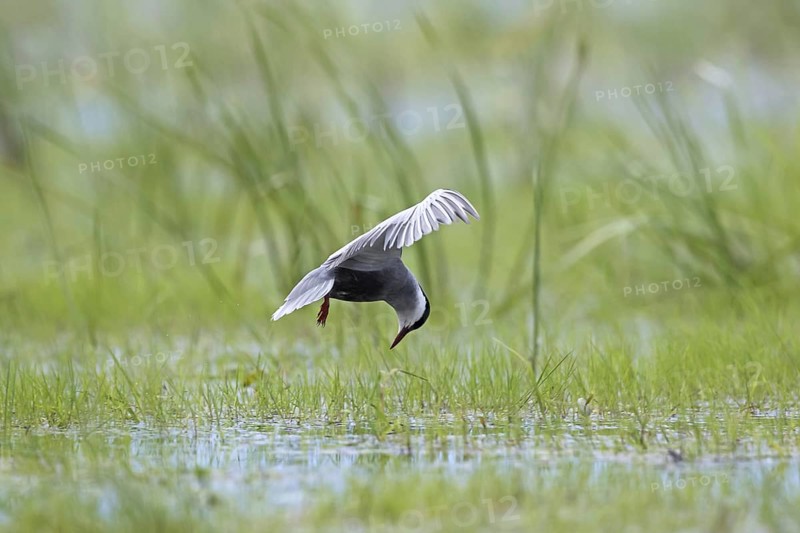 Whiskered tern (Chlidonias hybridus) (Chlidonias hybrida) fishing in marshland, migratory bird breeding on inland lakes, marshes and rivers in Europe