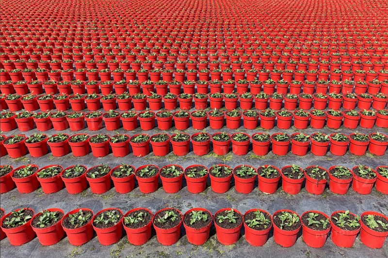 Field with red growing pots in a row, coneflower (Echinaceae), nursery in the Volmerswerth district, Düsseldorf, North Rhine-Westphalia, Germany, Europe