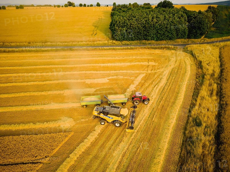Grain harvest in a field near Babisnau on the outskirts of Dresden