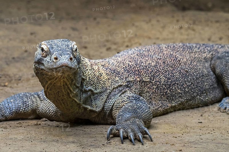 Komodo dragon, Komodo monitor (Varanus komodoensis), giant lizard native to the Indonesian islands Komodo, Rinca, Flores and Gili Motang