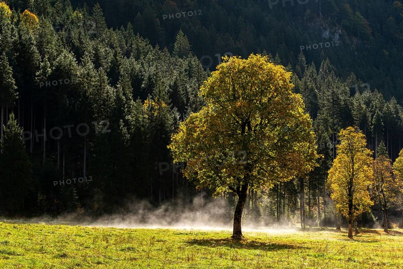 Engtal valley, large maple in the morning dew, sycamore maple (Acer pseudoplatanus) in glorious autumn colours, group of trees against the light