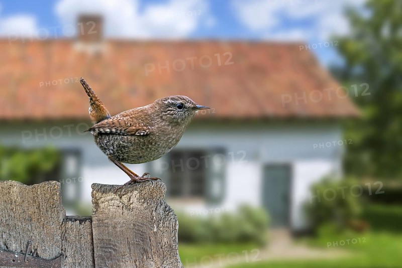 Eurasian wren (Troglodytes troglodytes) (Nannus troglodytes) perched on old weathered wooden garden fence of house in the countryside