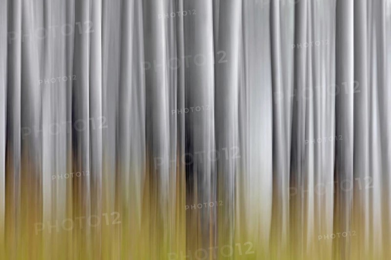 Abstract image of aspen tree trunks in forest