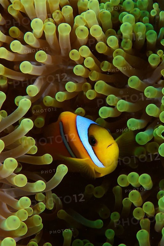 Red sea clownfish (Amphiprion bicinctus) in its splendour anemone (Heteractis magnifica), dive site Daedalus Reef, Egypt, Red Sea, Africa
