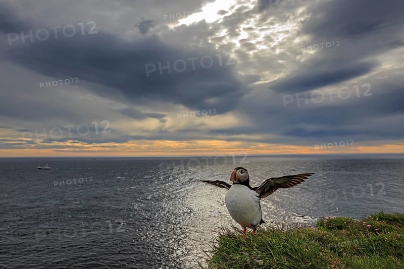 Puffin (Fratercula arctica) standing with outstretched wings in front of sea coast, cloudy sky, backlight, Latrabjarg, Westfjords, Iceland, Europe