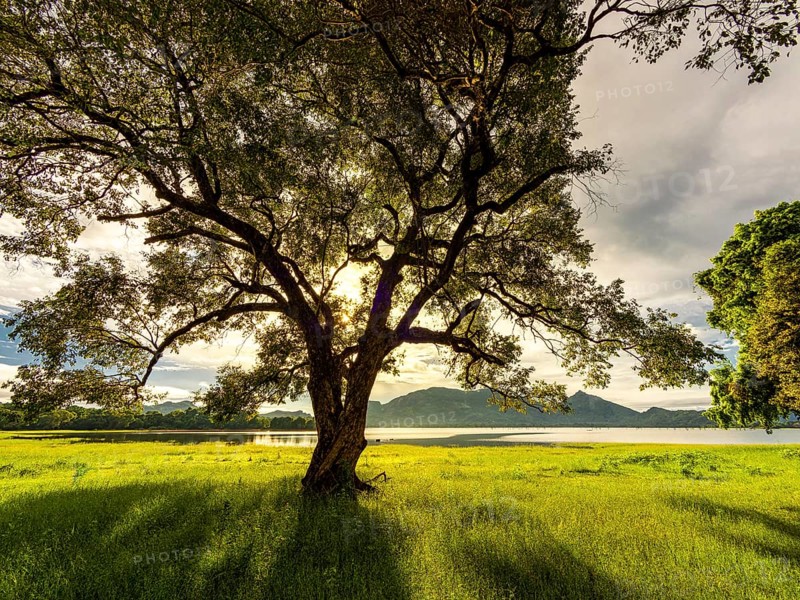 Sunrise and sunbeams, tree on green meadow by the lake, Kandalama Lake, Dambulla, Sri Lanka, Asia