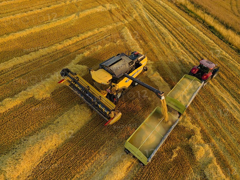 Grain harvest in a field near Babisnau on the outskirts of Dresden