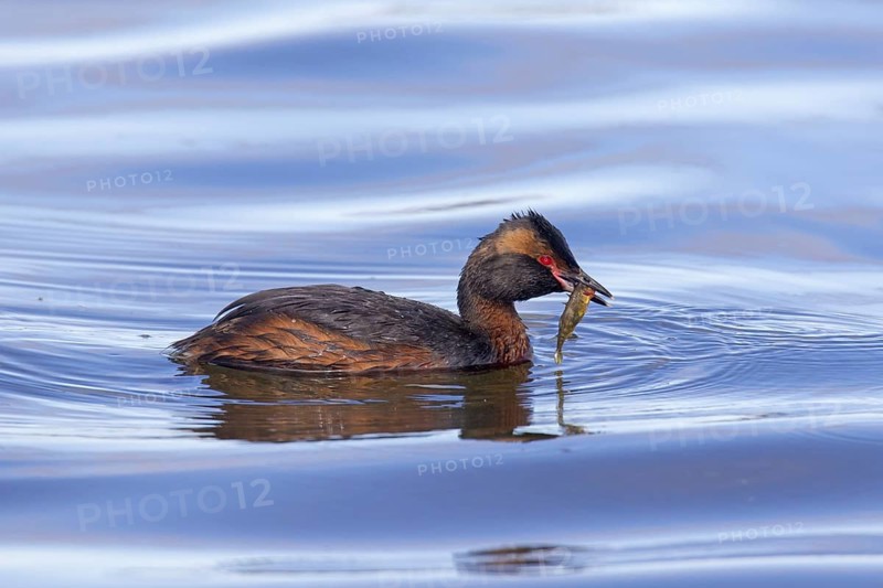 Horned grebe, Slavonian grebe (Podiceps auritus) swimming with caught three-spined stickleback (Gasterosteus aculeatus) fish in beak in summer