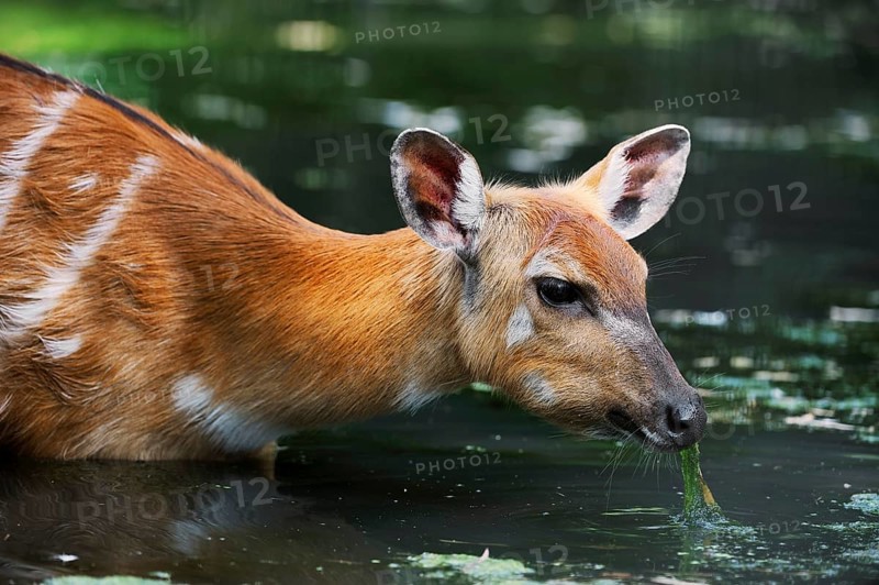 Western Sitatunga (Tragelaphus spekii gratus), female, captive, occurrence in Africa