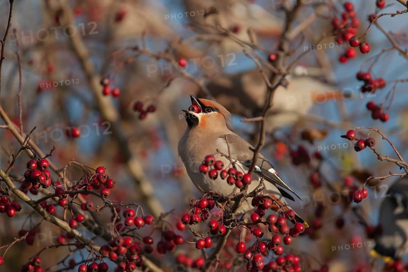 Waxwing (Bombycilla garrulus) adult bird feeding on a Hawthorn berry in a hedgerow, Norfolk, England, United Kingdom, Europe
