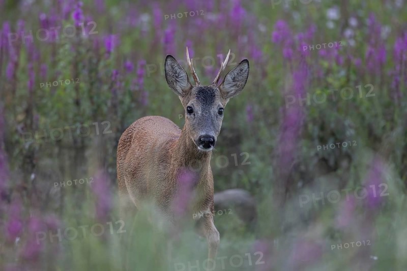 Roebuck in purple loosestrife. Austria, Upper Austria