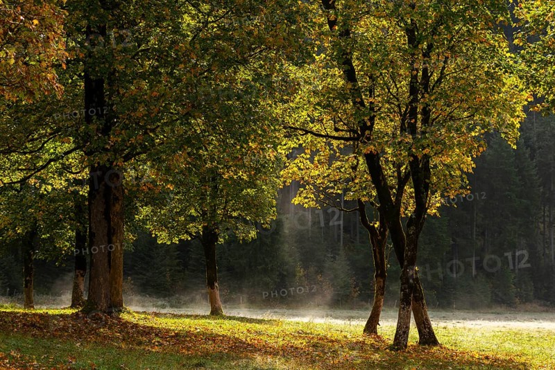 Engtal valley, large maple in the morning dew, sycamore maple (Acer pseudoplatanus) in glorious autumn colours, group of trees against the light