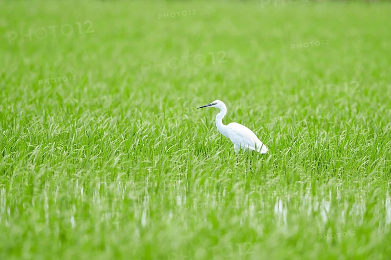 Great egret (Ardea alba) in a rice field, delte de'l ebre, Spain Europe
