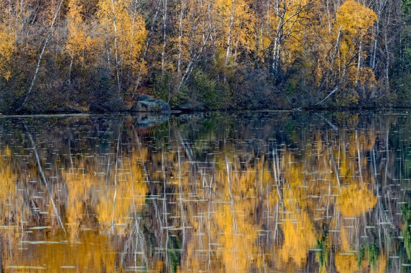 Reflections at Birch Lake, Richardson Highway, autumn, Central Alaska, Alaska, USA, North America