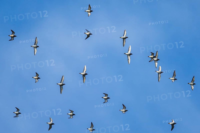 Grey Plover (Pluvialis squatarola) birds in flight