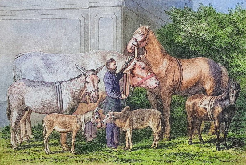 Agriculture, animal husbandry, giant growth and dwarfism in farm animals, horse, cattle, donkey, around 1885, Historical, digitally restored reproduction from a 19th century original, Agriculture, animal husbandry, giant growth and dwarfism in farm animals, horse, cattle, donkey, around 1885, Historical, digitally restored reproduction from a 19th century original