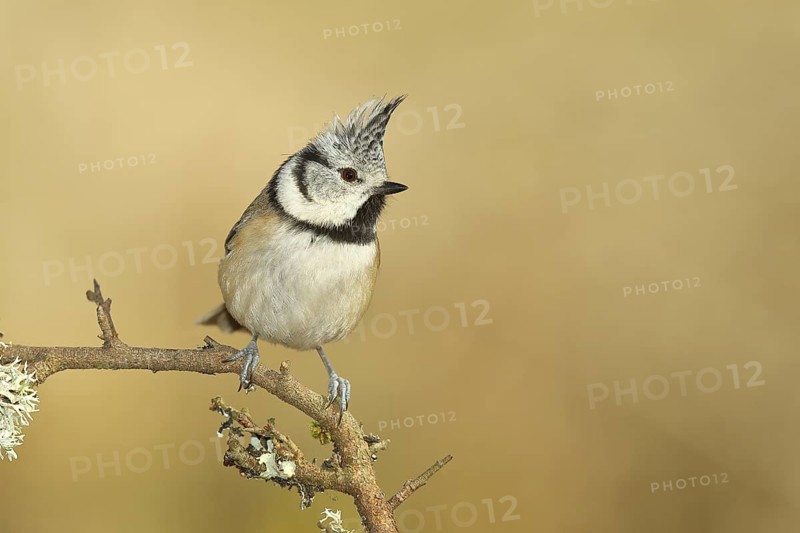 Crested tit (Lophophanes cristatus), sitting on a branch overgrown with reindeer lichen (Cladonia rangiferina), North Rhine-Westphalia, Germany, Europe