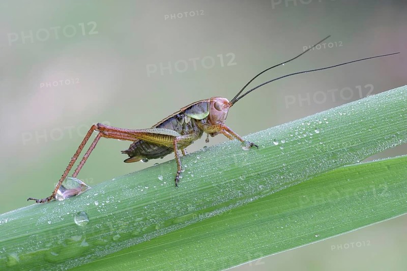 Rösel's mantis (Metrioptera roeselii) on reed stalk, Hesse, Germany, Europe