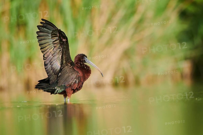 Glossy ibis (Plegadis falcinellus) cleaning its feathers in the water shaking its wings, Camargue, France, Europe