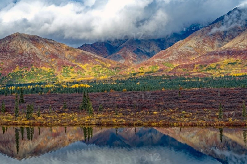 Autumn landscape in Denali State Park, intense colours, reflections in the water, Central Alaska, Alaska, USA, North America